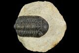 Bargain, Morocops Trilobite - Visible Eye Facets #120072-3